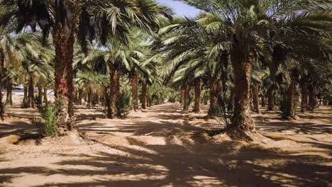 Arava-Wüste,-Israel,-Dattelpalmen---Dynamischer-Dolly-In-Schuss