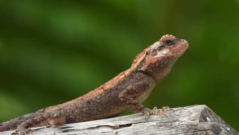 lizard in forest area finding food