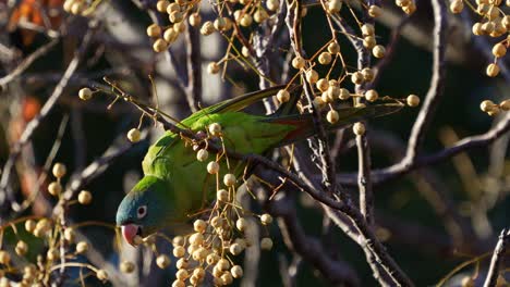 A-Blue-crowned-Parakeet-,-natural-habitat