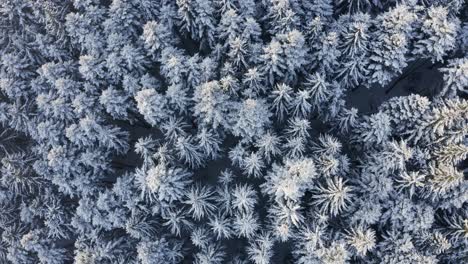 Hermosa-Escena-De-Invierno-Blanco-De-Bosque-De-Pinos-Nevados-De-Arriba-Hacia-Abajo-Vista-Aérea-Acercar