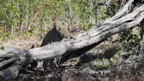 african leopard claws at dead tree, trying to get a small prey animal