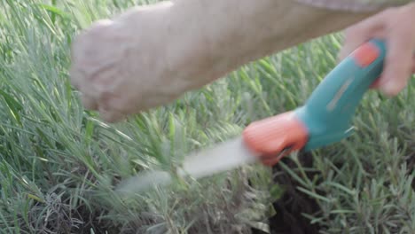 Manos-De-Una-Mujer-Mayor-Cortando-Un-Arbusto-De-Lavanda-En-Su-Jardín-Con-Una-Cizalla-De-Jardín