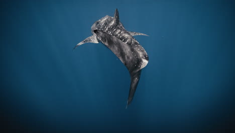 caudal tail fin of whale shark swimming as light sparkles across worn skin slow motion