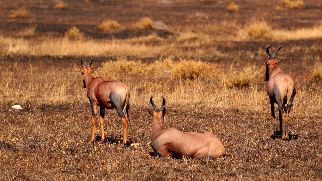 el hartebeest rojo de pie y acostado en el campo bajo el sol en la reserva nacional de maasai mara en kenia, áfrica