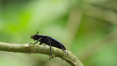 Seen-from-its-side-and-partly-under-its-body-perched-on-a-branch-moving-with-the-wind-during-the-afternoon,-Stag-Beetle,-Hexarthrius-nigritus-Sundayrainy,-Khao-Yai-National-Park,-Thailand