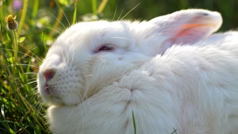 serene moments of a white rabbit relaxing in nature among vibrant green grass under soft sunlight