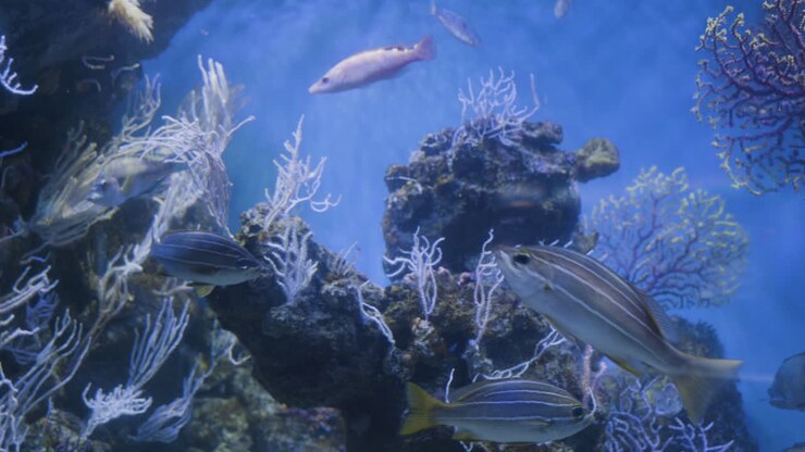 Colorful Fish in an Aquarium