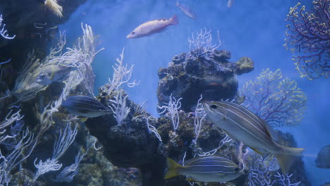 bunte fische in einem aquarium