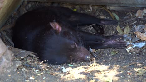 Tasmanian-devil-spotted-lying-down-on-the-ground,-resting-and-sleeping-under-the-shade-in-captivity-in-wildlife-enclosure,-conservation-park,-close-up-shot