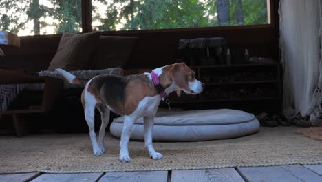 Handheld-shot-of-curious-beagle-looking-intently-at-something