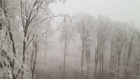 4k aerial descending shot of a frozen winter forest