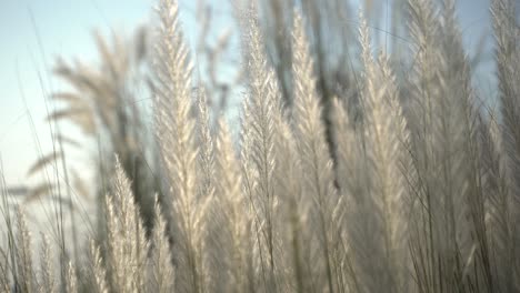 Kash-flowers-are-blooming-in-the-autumn-sky