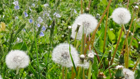 flores silvestres frescas de primavera. primer plano de dientes de león