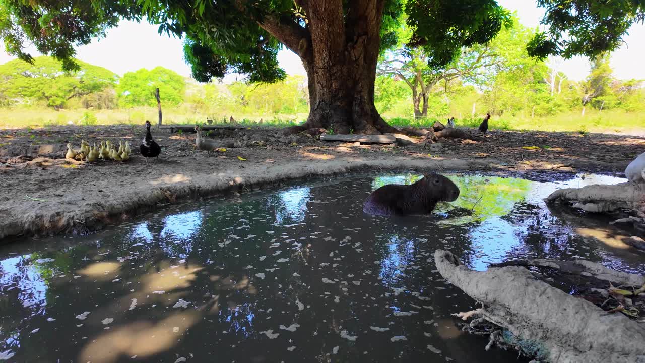 Capybara in water with other animals under the shade of a mango tree, rural farm scene