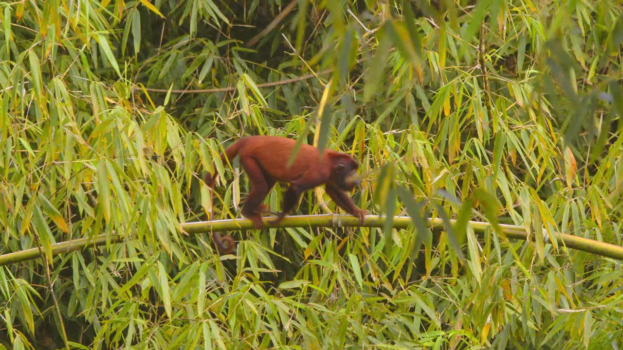 Red howler monkey walking through bamboo growth in the lush Peruvian rainforest