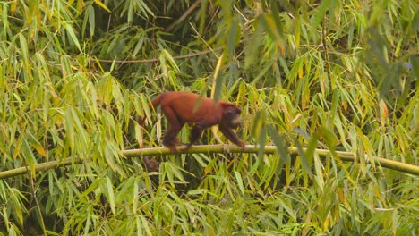 red howler monkey walking through bamboo growth in the lush peruvian rainforest