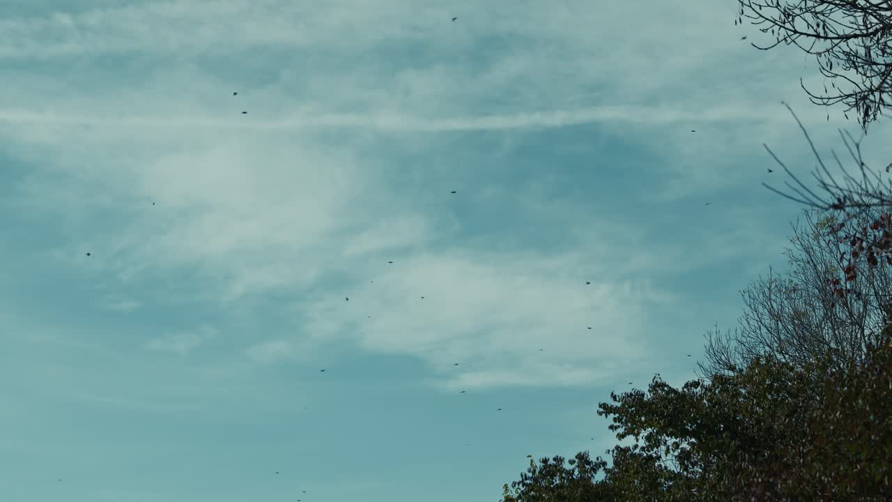 Flock of birds flying across a blue sky with sparse clouds in Lonjsko Polje Krapje