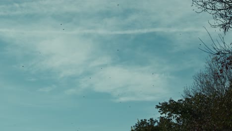flock of birds flying across a blue sky with sparse clouds in lonjsko polje krapje