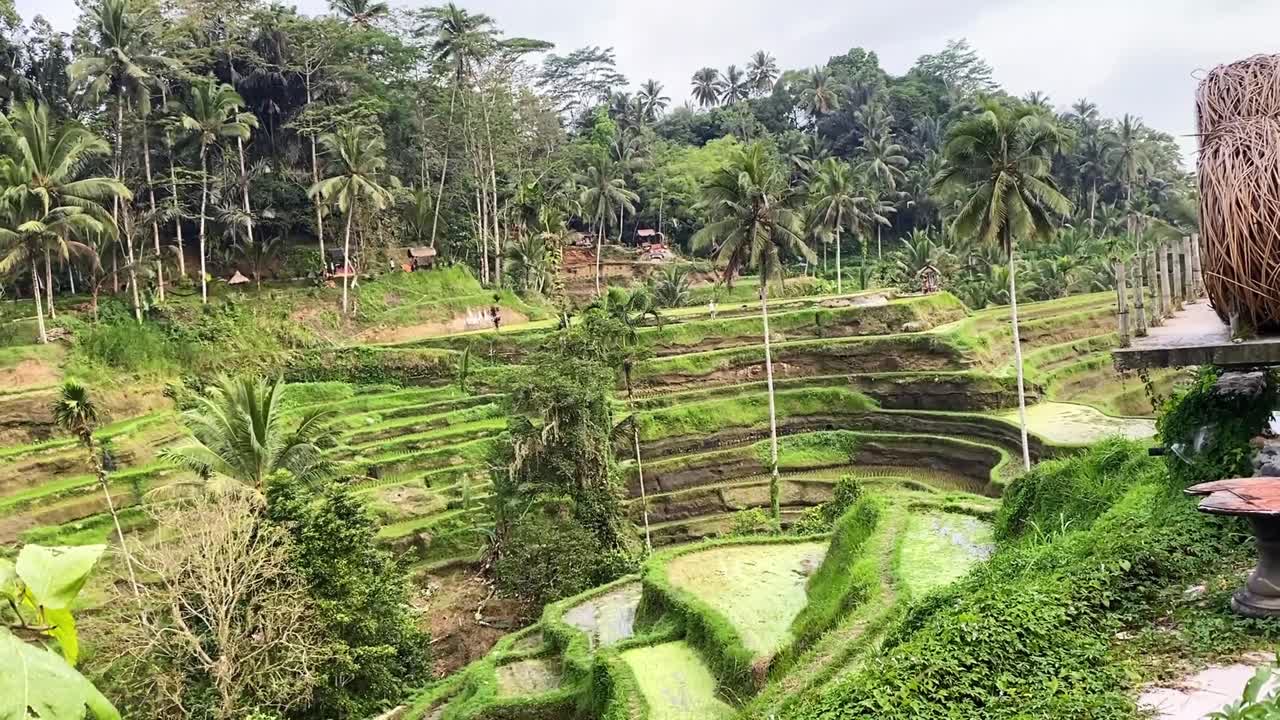Looking up at vibrant rice terraces, lush green fields, and tropical landscape in Bali, explorers POV