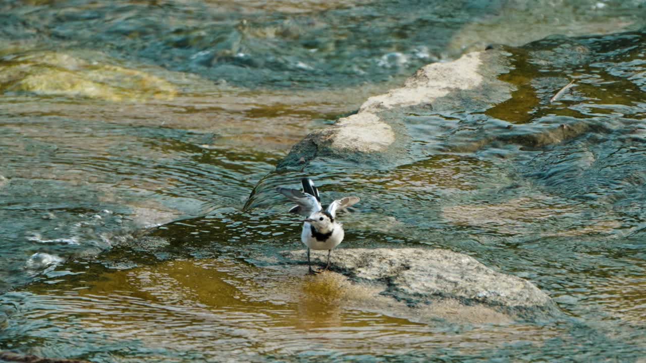 White Wagtail at Walking Foraging at Rocky Shallow Stream in the Evening, Puffing out Plumage and Shakes Body, Spread Wing Out and Wags Tail in Slow Motion