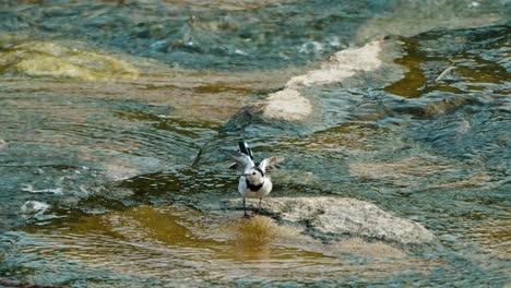 Bachstelze-Geht-Abends-Auf-Nahrungssuche-An-Einem-Felsigen,-Flachen-Bach,-Bläht-Ihr-Gefieder-Und-Schüttelt-Den-Körper,-Breitet-Ihre-Flügel-Aus-Und-Wedelt-In-Zeitlupe-Mit-Dem-Schwanz