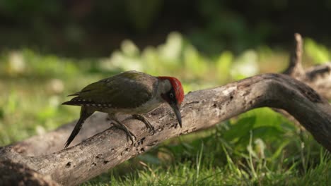 Primer-Plano-Estático-De-Un-Pájaro-Carpintero-Verde-Euroasiático-Parado-En-Una-Rama-De-árbol-Caída-Mirando-Alrededor-Antes-De-Saltar-Al-Suelo-De-Hierba