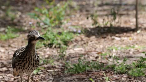 bird exploring and reacting in a forest setting