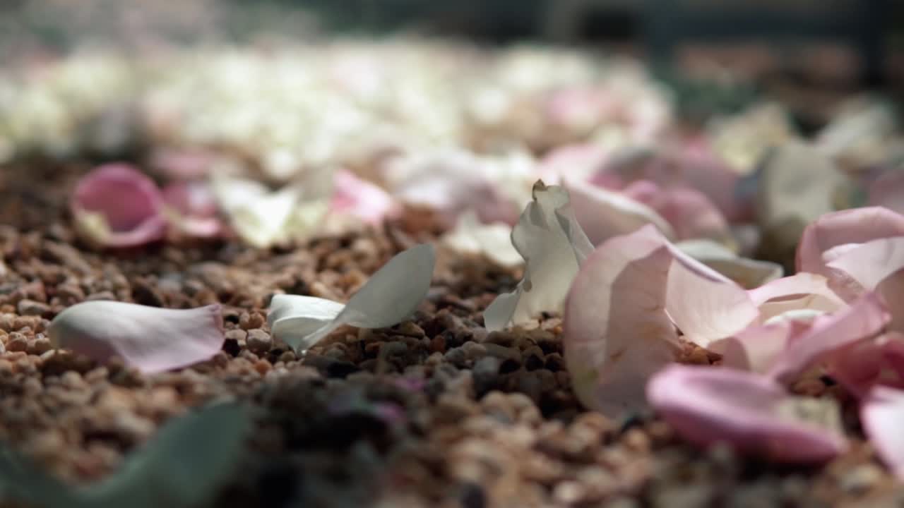 결혼식에서 자갈밭에 흩어진 신선한 장미 꽃잎 - 낮은 수준의 샷, 랙 포커스