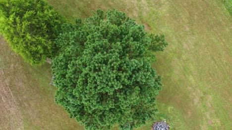 top view of greenery pine tree on verdant landscape at countryside in summer