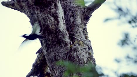 Primer-Plano-De-Un-Pájaro-Carpintero-Parado-En-Un-Tronco-De-Madera-Y-Luego-Volando-Rodeado-De-Selva-Tropical-Durante-El-Día-En-El-Parque-Nacional-Huerquehue,-Chile