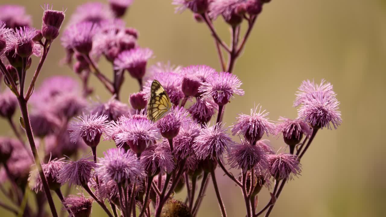 mariposa blanca de venas marrones sobre hierba de pompón que sopla suavemente en el viento en un día soleado
