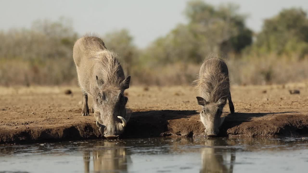 Inquadratura ampia di una femmina di facocero e i suoi cuccioli che si abbeverano a una pozza d'acqua, Mashatu, Botswana.