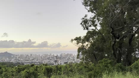 una impresionante vista del paisaje urbano de honolulu al atardecer, enmarcado por las intrincadas ramas de un árbol, mezclando la belleza urbana y natural