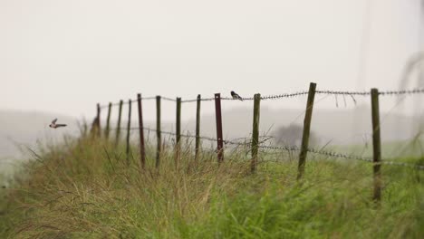 les oiseaux s'envolent