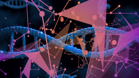 Animation-of-network-of-connections-over-dna-strands