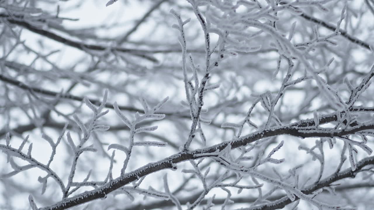 Frozen branches coated in ice during a serene winter, evoking stillness and chill