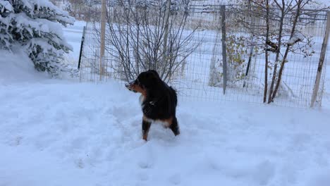 australiano comiendo nieve en un campo nevado en bozeman montana 4k