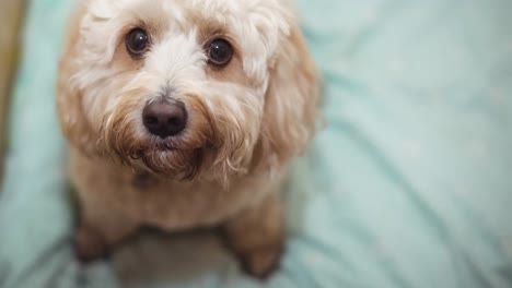 close up of small white pet dog looking up to camera with brown eyes