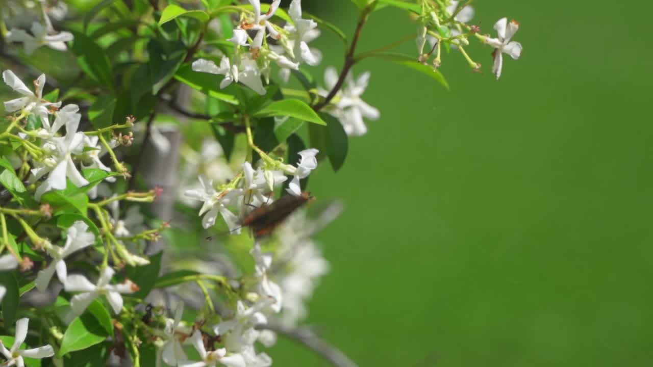 날개를 펄럭이고 날아가기 전에 재스민 꽃을 먹는 나비의 클로즈업, 슬로우 모션