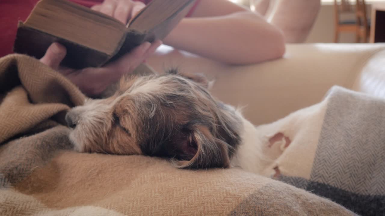 잭 러셀 테리어 강아지 는 책 을 읽는 동안 여자 의 무 에 잠을 자고 있다