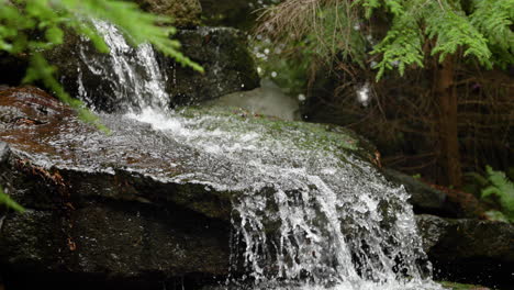 close up of pine needles and a small river in 4k