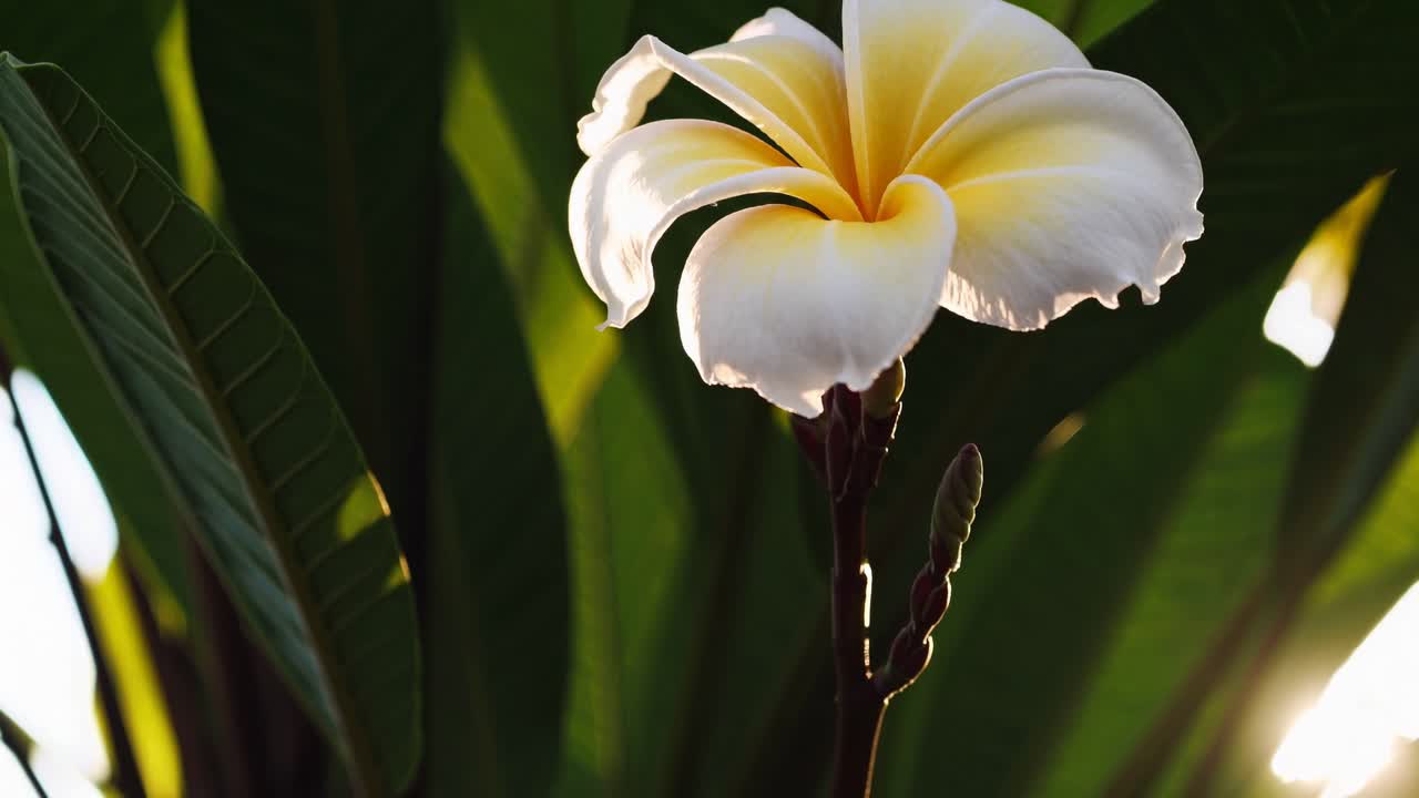 Primo piano di un fiore di Plumeria che ondeggia dolcemente alla luce dorata del sole