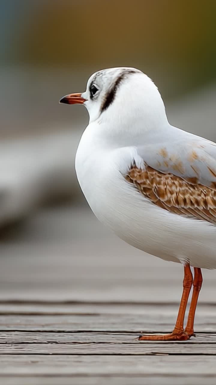Captivating Profile of a Seagull: A Stunning Close-Up Showcasing the Beauty and Detail of a Bird's Plumage and Features at the Shoreline