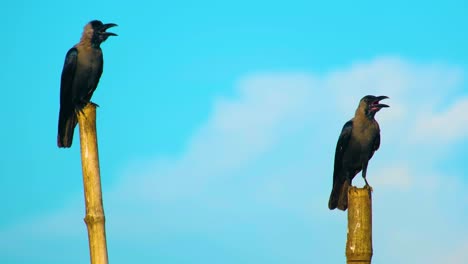 Two-Ravens-Perched-on-Bamboo-Canes,-Blue-Sky-Background