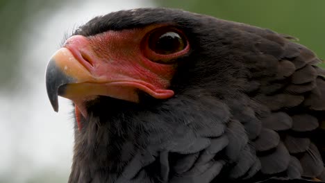 Close-up-of-an-endangered-Bateleur-