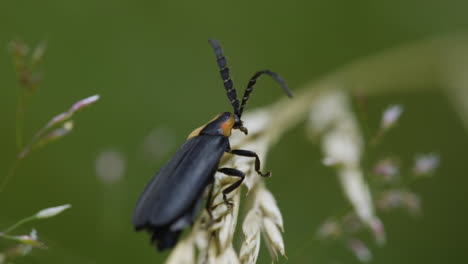 Black Firefly insect