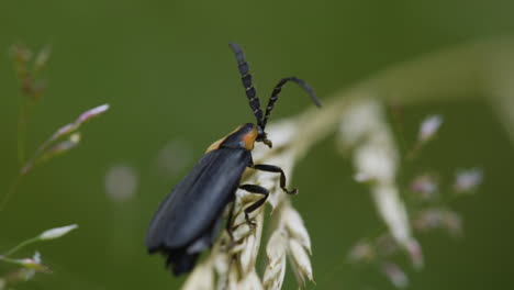 black firefly insect