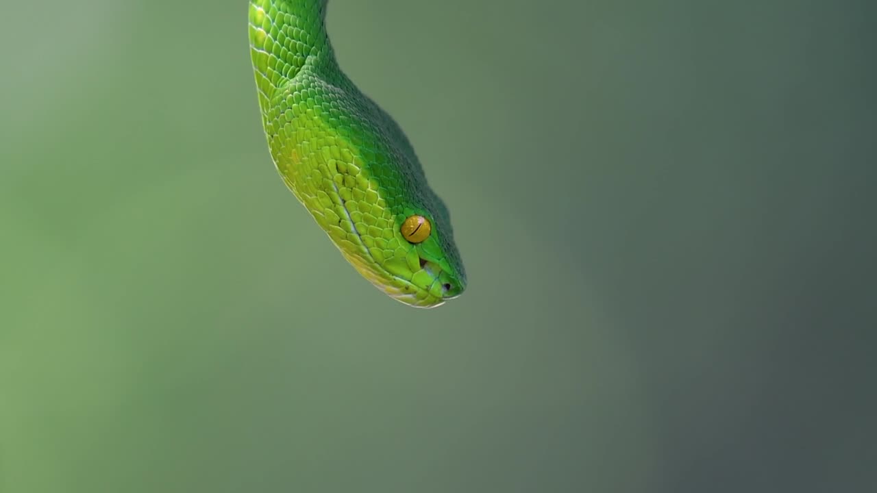 La vipera delle fosse dalle labbra bianche è una vipera velenosa endemica del Sud-est asiatico e si trova spesso di notte in attesa su un ramo o un fusto d'albero vicino a uno specchio d'acqua con abbondanza di prede.