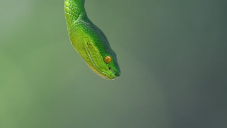 La-Víbora-De-Labios-Blancos-Es-Una-Víbora-Venenosa-Endémica-Del-Sudeste-Asiático-Y-A-Menudo-Se-Encuentra-Durante-La-Noche-Esperando-En-Una-Rama-O-Rama-De-Un-árbol-Cerca-De-Un-Cuerpo-De-Agua-Con-Muchos-Alimentos