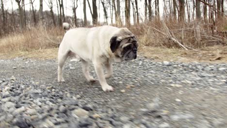 pug out for a solo walk